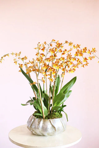 Available Specialty Orchids
