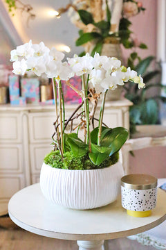 White Jewel Orchids