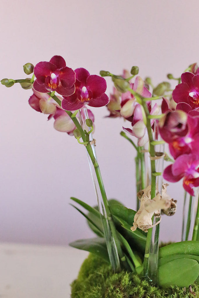 Amaranth Orchid Haven