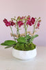 Amaranth Orchid Haven