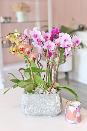 Candyland Orchids
