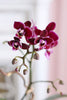 Yorba Linda Orchids