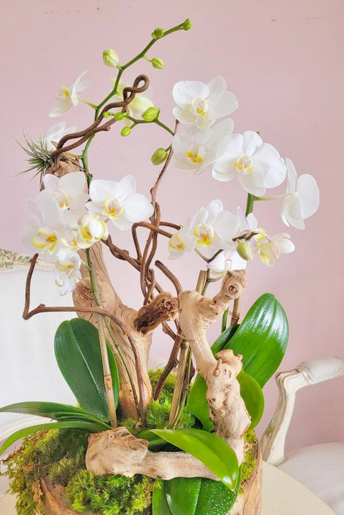 Ethereal Orchid Delight