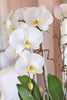 Charmed White Orchids