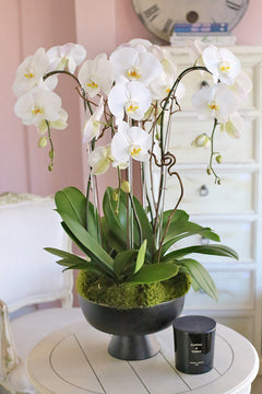 Charmed White Orchids