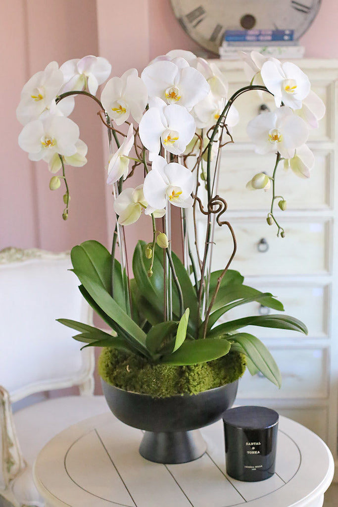 Charmed White Orchids