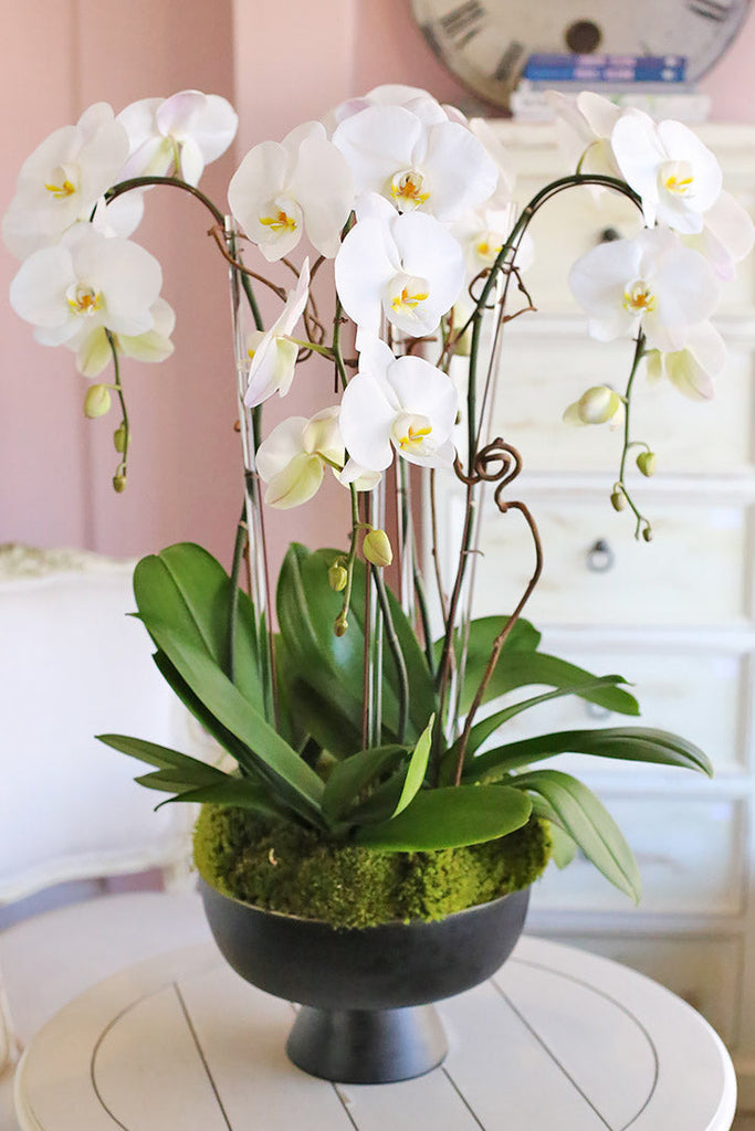 Charmed White Orchids
