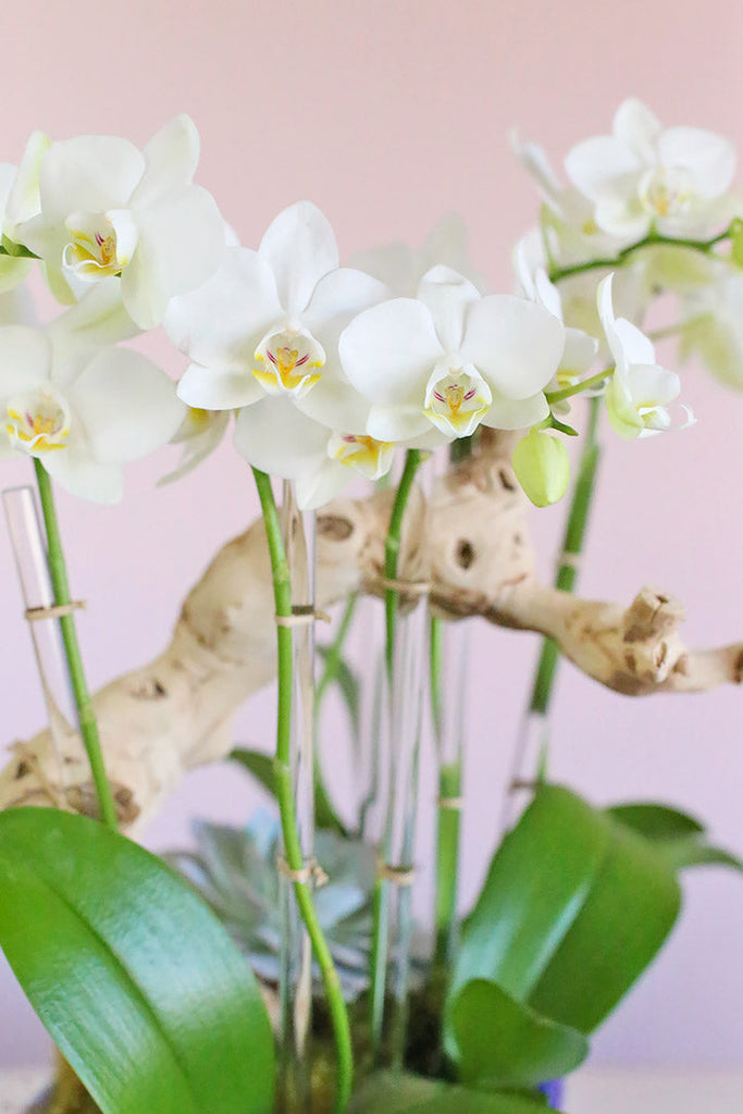 Paradis Blanc Orchids