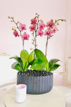 Rosa Raspberry Orchids