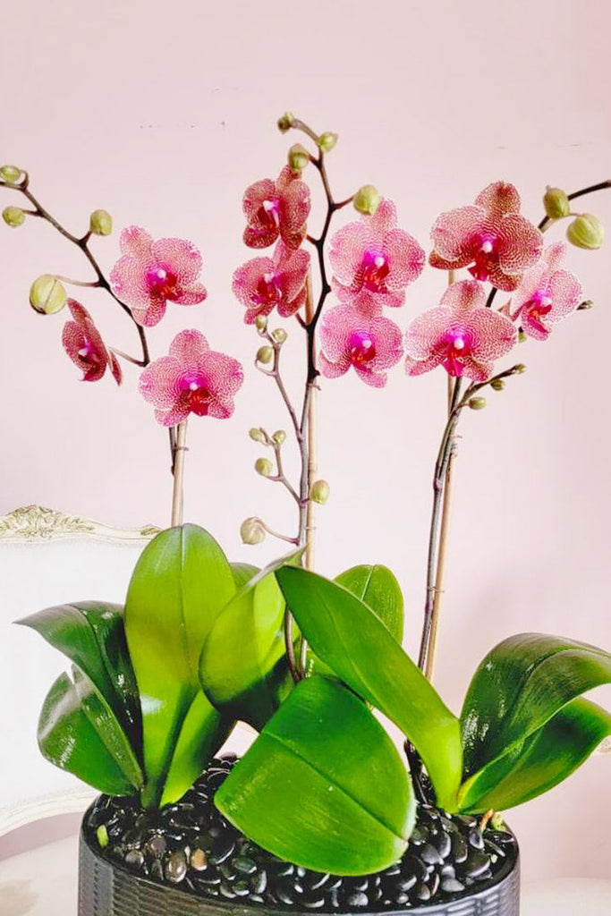 Rosa Raspberry Orchids