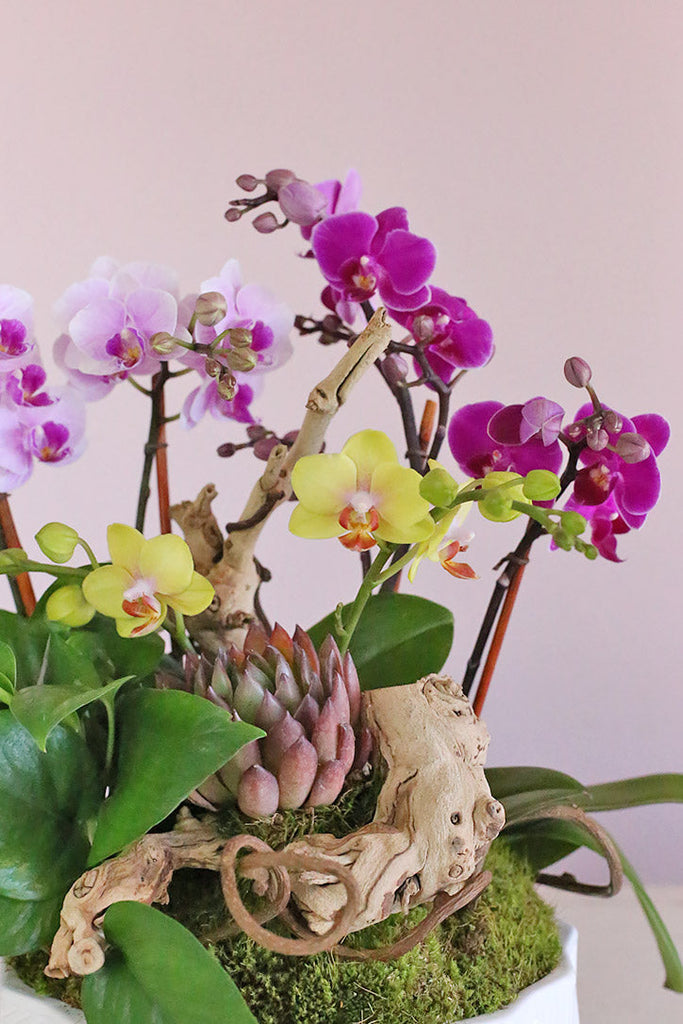 Tropical Oasis Orchids