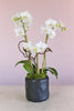 Yin and Yang Orchids