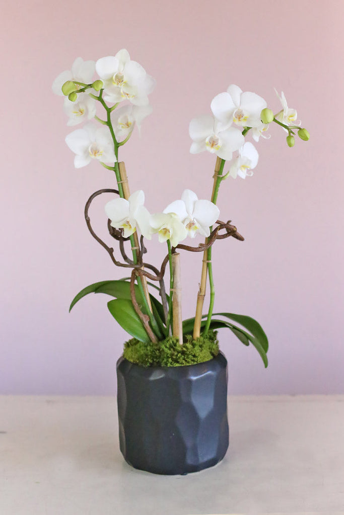 Yin and Yang Orchids