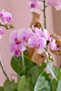 Blush Orchid Haven