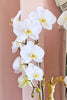 Cloudline Orchids