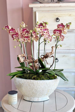 Isola Fiorita Orchids