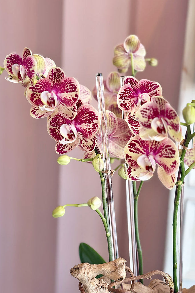 Isola Fiorita Orchids