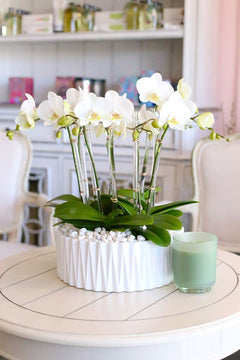 Ojai Orchid Paradise