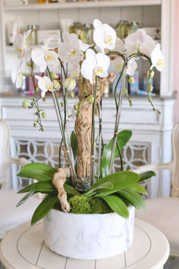 Santa Clarita Orchids