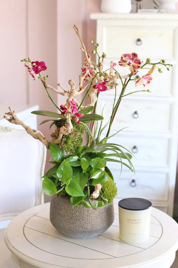 Orchid Plant Arrangements