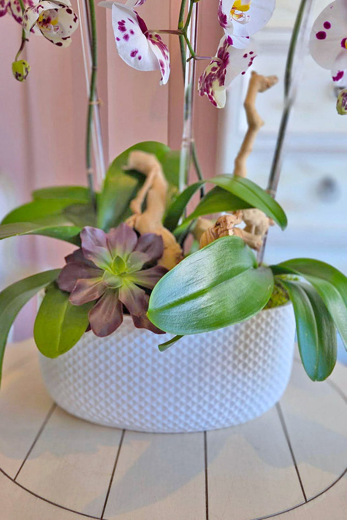 Painted Lady Orchids