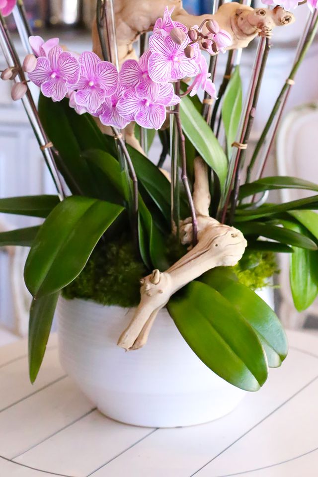 Rainbow Wonderland Orchids