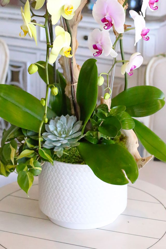 Tropical Trio Orchids