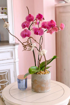 Watermelon Pink Orchids